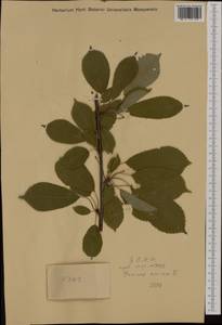 Prunus avium (L.) L., Western Europe (EUR) (Austria)