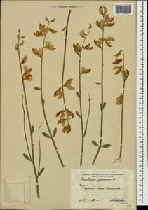 Spartium junceum L., Crimea (KRYM) (Russia)
