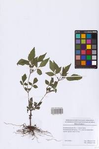 Bidens frondosa L., Eastern Europe, North-Western region (E2) (Russia)