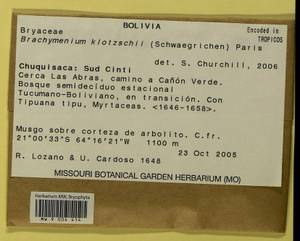 Brachymenium klotzschii (Schwägr.) Paris, Bryophytes, Bryophytes - America (BAm) (Bolivia)