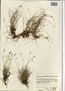 Carex parallela (Laest.) Sommerf., Siberia, Western Siberia (S1) (Russia)