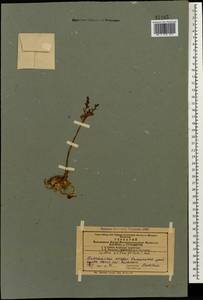 Phedimus obtusifolius (C. A. Mey.) 't Hart, Caucasus, Azerbaijan (K6) (Azerbaijan)