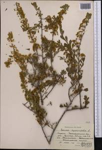 Spiraea hypericifolia L., Middle Asia, Western Tian Shan & Karatau (M3) (Kyrgyzstan)