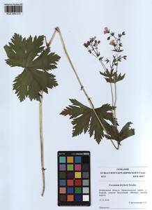 KUZ 000 213, Geranium albiflorum Ledeb., Siberia, Altai & Sayany Mountains (S2) (Russia)