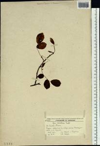 Rosa acicularis Lindl., Siberia, Russian Far East (S6) (Russia)
