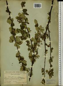 Cotoneaster melanocarpus G. Lodd., Siberia, Baikal & Transbaikal region (S4) (Russia)