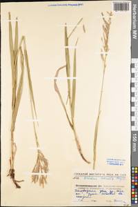 Bromus inermis Leyss., Eastern Europe, North Ukrainian region (E11) (Ukraine)