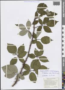 Rubus procerus P. J. Müll. ex Boulay, Eastern Europe, Moscow region (E4a) (Russia)