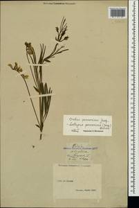 Lathyrus pannonicus (Jacq.)Garcke, Crimea (KRYM) (Russia)