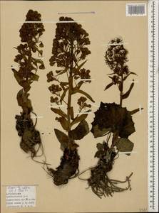 Petasites albus (L.) Gaertn., Caucasus, Azerbaijan (K6) (Azerbaijan)