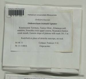 Lewinskya iwatsukii (Ignatov) F. Lara, Garilleti & Goffinet, Bryophytes, Bryophytes - Krasnoyarsk Krai, Tyva & Khakassia (B17) (Russia)