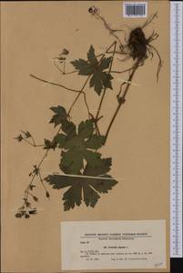 Geranium phaeum L., Western Europe (EUR) (Bulgaria)