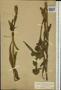 Campanula cervicaria L., Eastern Europe, Moscow region (E4a) (Russia)