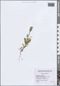 Silene noctiflora L., Eastern Europe, Central region (E4) (Russia)