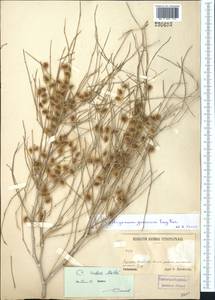 Calligonum rubescens Mattei, Middle Asia, Syr-Darian deserts & Kyzylkum (M7) (Uzbekistan)