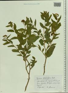 Spiraea betulifolia, Eastern Europe, Moscow region (E4a) (Russia)