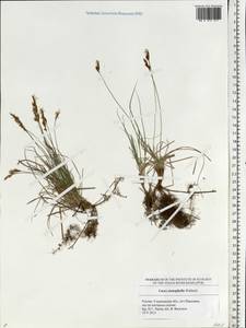 Carex stenophylla Wahlenb., Eastern Europe, Middle Volga region (E8) (Russia)