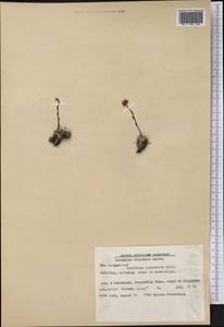 Saxifraga paniculata, America (AMER) (Greenland)