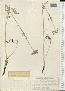 Peucedanum vaginatum Ledeb., Siberia, Altai & Sayany Mountains (S2) (Russia)