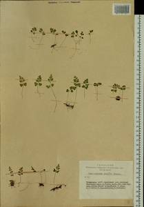 Cryptogramma stelleri (S. G. Gmel.) Prantl, Siberia, Altai & Sayany Mountains (S2) (Russia)