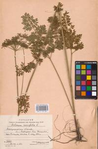 Selinum carvifolia (L.) L., Eastern Europe, West Ukrainian region (E13) (Ukraine)