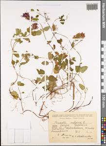 Prunella vulgaris L., Caucasus, Georgia (K4) (Georgia)