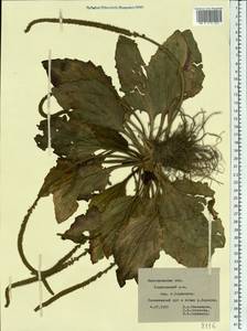 Plantago, Eastern Europe, Central forest-and-steppe region (E6) (Russia)