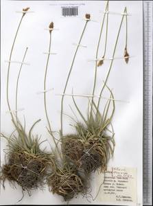 Carex kokanica (Regel) S.R.Zhang, Middle Asia, Northern & Central Tian Shan (M4) (Kyrgyzstan)