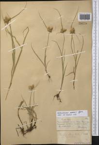 Bolboschoenus maritimus subsp. affinis (Roth) T.Koyama, Middle Asia, Muyunkumy, Balkhash & Betpak-Dala (M9) (Kazakhstan)