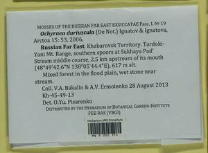 Platyhypnum duriusculum (De Not.) Ochyra, Bryophytes, Bryophytes - Russian Far East (excl. Chukotka & Kamchatka) (B20) (Russia)