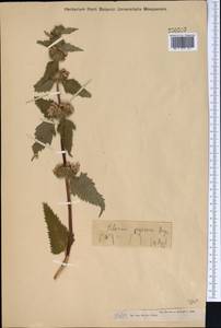 Phlomoides agraria (Bunge) Adylov, Kamelin & Makhm., Middle Asia, Muyunkumy, Balkhash & Betpak-Dala (M9) (Kazakhstan)