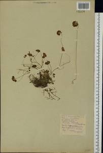 Trifolium repens L., Eastern Europe, Belarus (E3a) (Belarus)