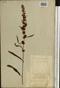 Rumex crispus L., Eastern Europe, Central forest-and-steppe region (E6) (Russia)