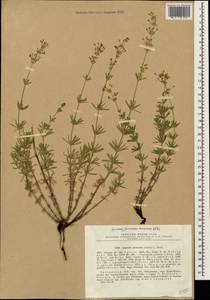 Asperula prostrata (Adams) K.Koch, Caucasus, Georgia (K4) (Georgia)