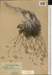 Pimpinella tragium Vill., Eastern Europe, North Ukrainian region (E11) (Ukraine)