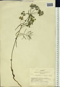 Euphorbia tommasiniana Bertol., Siberia, Altai & Sayany Mountains (S2) (Russia)