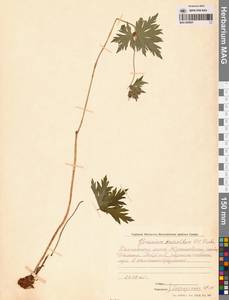 Geranium erianthum DC., Siberia, Chukotka & Kamchatka (S7) (Russia)