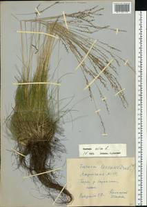 Festuca ovina L., Siberia, Yakutia (S5) (Russia)