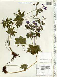 Geranium sylvaticum L., Eastern Europe, Northern region (E1) (Russia)