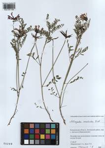 KUZ 001 454, Astragalus ceratoides M. Bieb., Siberia, Altai & Sayany Mountains (S2) (Russia)