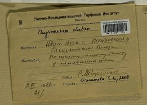 Plagiomnium elatum (Bruch & Schimp.) T.J. Kop., Bryophytes, Bryophytes - Middle Russia (B6) (Russia)