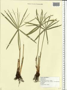 Cyperus alternifolius subsp. flabelliformis Kük., Eastern Europe, North-Western region (E2) (Russia)