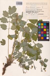 Chelidonium majus L., Eastern Europe, Lower Volga region (E9) (Russia)