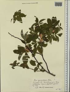 Rosa gorenkensis Besser, Eastern Europe, Central forest-and-steppe region (E6) (Russia)