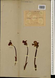 Phelipaea tournefortii Desf., Caucasus, Azerbaijan (K6) (Azerbaijan)