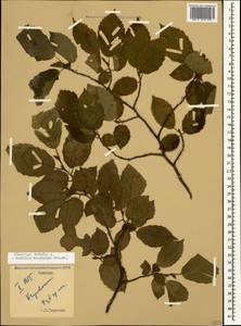 Carpinus betulus L., Caucasus, Armenia (K5) (Armenia)