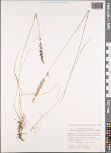 Calamagrostis stricta (Timm) Koeler, Eastern Europe, Northern region (E1) (Russia)