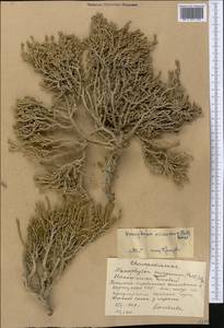 Nanophyton erinaceum (Pall.) Bunge, Middle Asia, Western Tian Shan & Karatau (M3) (Kyrgyzstan)