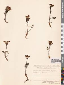 Pedicularis capitata Adams, Siberia, Chukotka & Kamchatka (S7) (Russia)