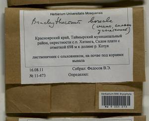 Brachythecium boreale Ignatov, Bryophytes, Bryophytes - Krasnoyarsk Krai, Tyva & Khakassia (B17) (Russia)